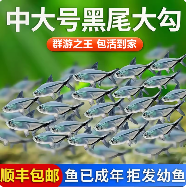 黑尾大勾黑尾旗热带鱼观赏鱼草缸群游鱼小型鱼活体鱼包活黑尾灯鱼