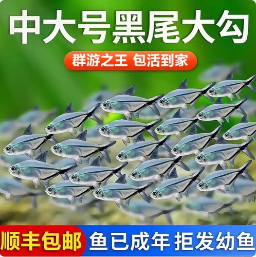 黑尾大勾热带观赏鱼包活黑尾灯鱼