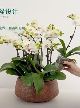 高端蝴兰花盆专用套盆矮陶瓷家用盆栽盆大口径轻bzl69133拼组蝶奢