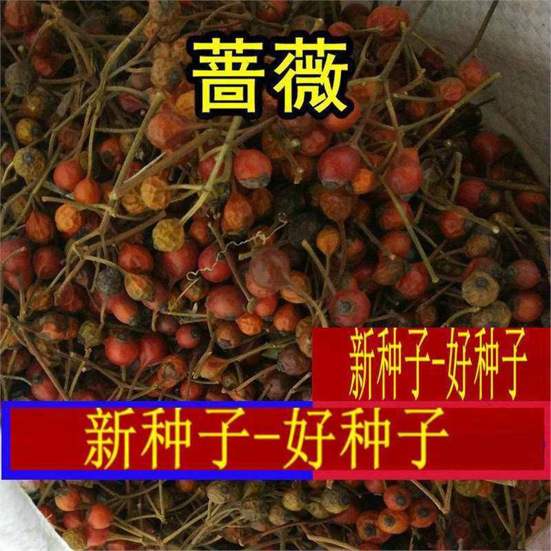 耐寒蔷薇种子日本无刺蔷薇嫁接玫瑰藤本大花月季红刺玫黄刺玫花种
