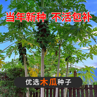 高产水果矮株型番木瓜水果红肉水果木瓜种子红妃木瓜种子杂交品种