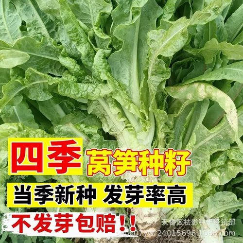 好莴笋红芙蓉香莴笋种子开花耐热耐寒香莴苣种籽抗高温四季可播种