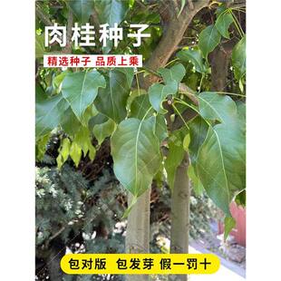 肉桂种子桂皮树苗种子树广东广西桂皮树种桂核散装