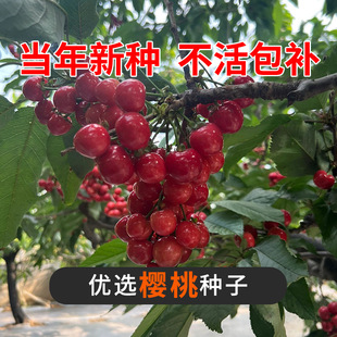 优质樱桃种子山樱桃种子果树种子毛樱桃种子车厘子种子大樱桃种籽
