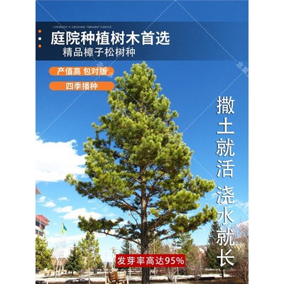 樟子松种子黑松种子油松雪松马尾松籽罗汉松湿地松落叶松白皮松树