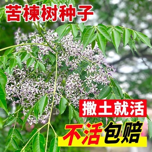 新采苦楝树种子 楝树紫花树种子 苦楝种子楝枣种子苦楝子种籽包邮