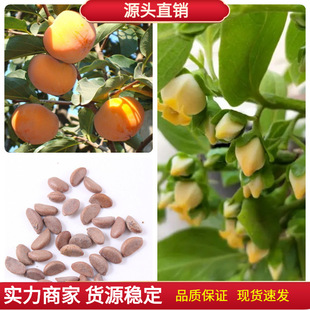 果树种子当年柿树种子柿子花柿子树种子甜脆柿果树种子四季庭院