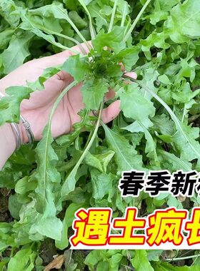 纯野生荠荠菜种子 特菜野菜种子农家老品种蔬菜种子春 四季播