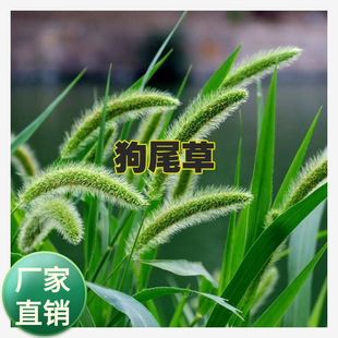 狗尾巴草种子狗尾草籽多年生耐旱草种护坡杂草种园林绿化草花种子