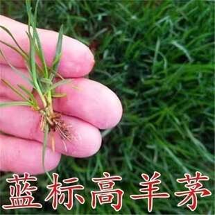 蓝标高羊茅草坪草籽进口耐踏践庭院护坡绿化草皮四季常青种子