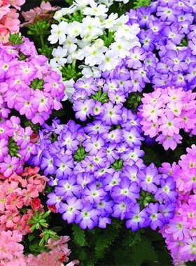 美女樱种籽子盆栽四季播种花种子多年生紫色庭院室外阳台植物