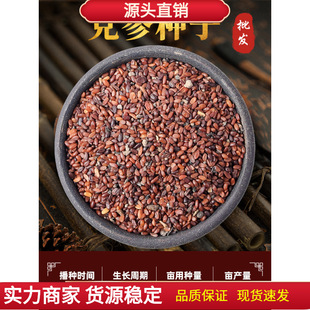 党参种子种植种籽种苗正品甘肃岷县特产新特级当归黄芪孑草本