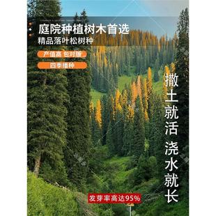 落叶松种子松树种子国外松美国松红松三尖杉马尾松落叶松种子