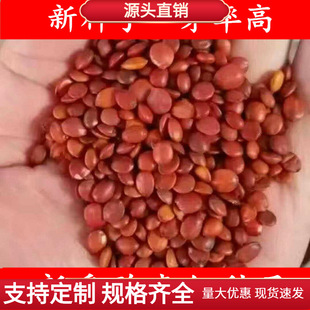 新采酸枣种子净籽南酸枣仁种子 酸枣核种子 枣子种子  枣树种籽