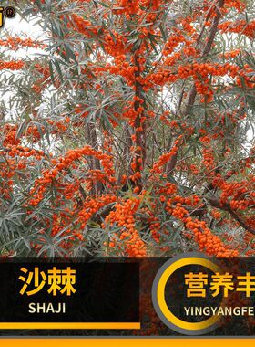 沙棘种子醋柳酸刺柳黄酸刺黑刺营养丰富水土保持固土护坡耐寒耐热