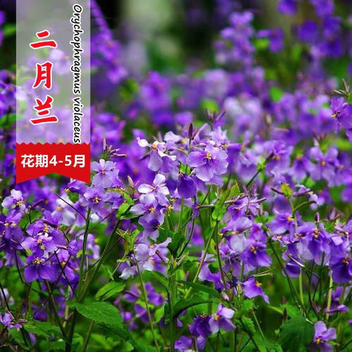 二月兰花种子花籽花籽种易活多年生宿根诸葛菜种籽耐阴寒好养花卉