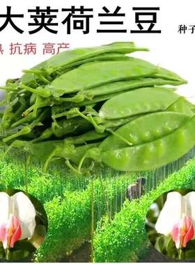 软荚荷兰豆种子春夏秋四季播种大荚菜豆豌豆豆角耐高温正宗河南
