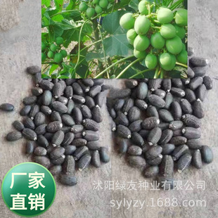 麻风树种子  小桐树麻疯树种籽 小桐子多种林木树种子