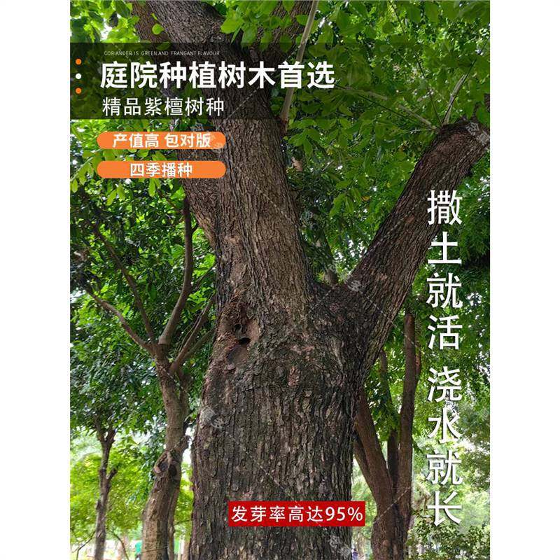 出售印度紫檀进口林木种子 小叶紫檀木种子 檀香紫檀树种子