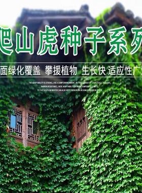 新品爬山虎种子四季常青三叶地锦四季种阳台庭院爬藤观叶植物种子