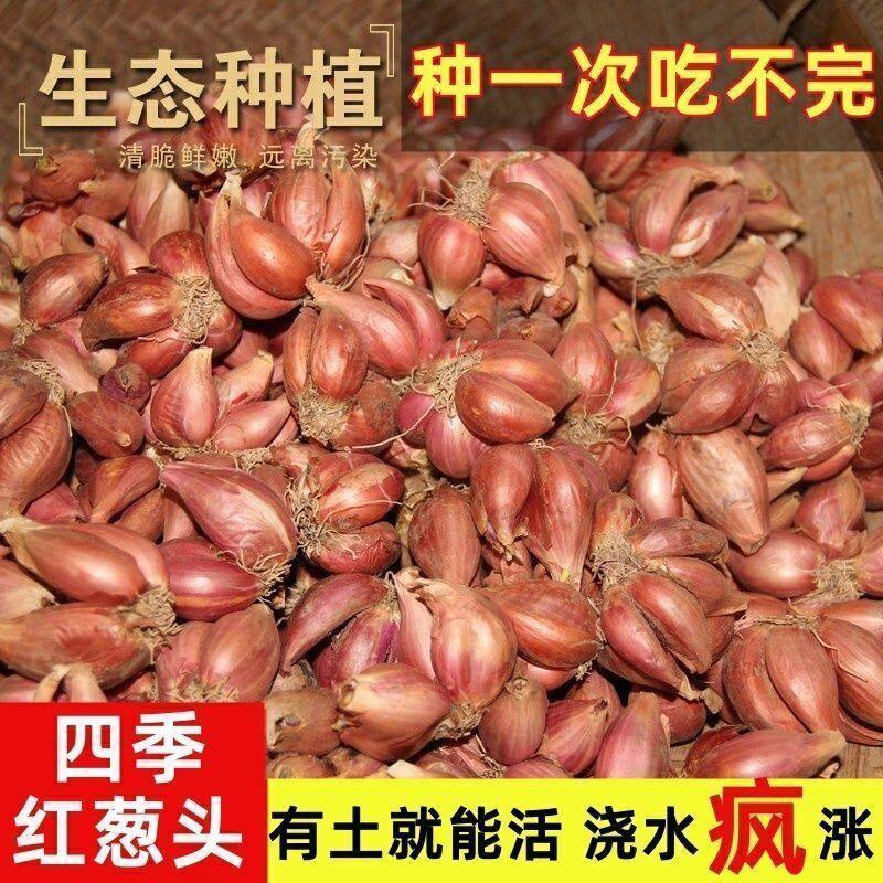 红葱头广东本地干葱头火葱正宗新家庭园艺种子
