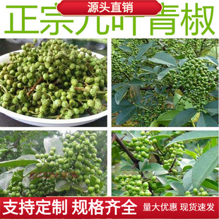 藤椒种子韩城大红袍花椒九叶青花椒山麻椒油椒树籽花卉无刺