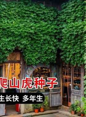 爬山虎种子四季种易活三叶地锦庭院阳台四季常青爬藤观叶绿植种籽