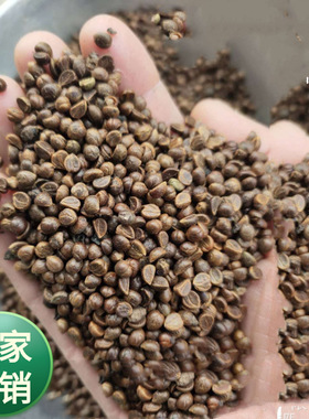 攀藤植物种子三叶 爬山虎种子 五叶地锦葡萄科地锦属地被植物