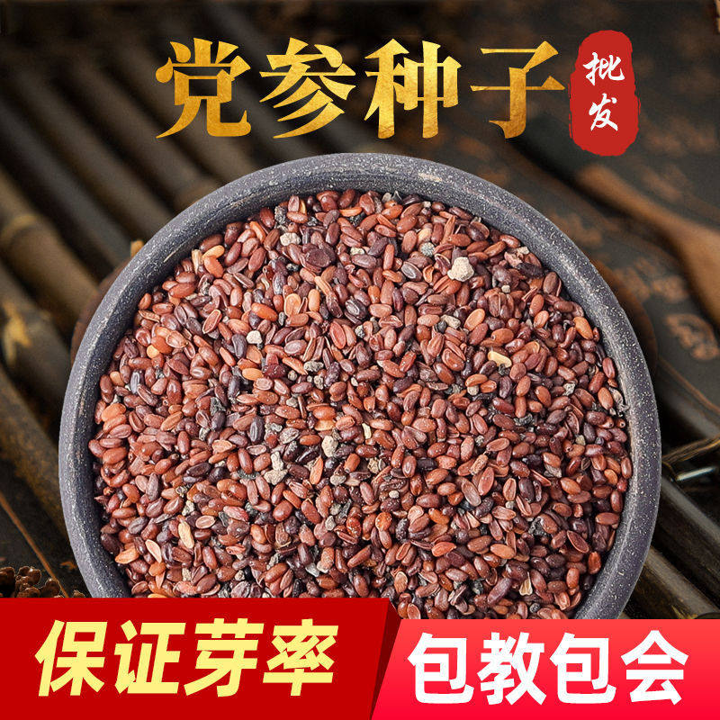 党参种子种植种籽种苗甘肃岷县特产新特级当归党参黄芪孑图片