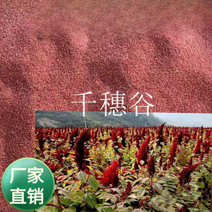 千穗谷种子  美国籽粒苋  观赏千穗谷食用籽粒苋适应性强