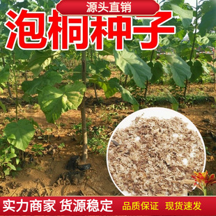 泡桐树种子轻型木质木材树木白花大果泡桐空桐树工程绿化新采种籽
