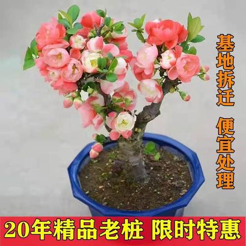 中国大名花海棠物花卉盆栽老桩耐宅中小型寒植懒人花十好养旺四季