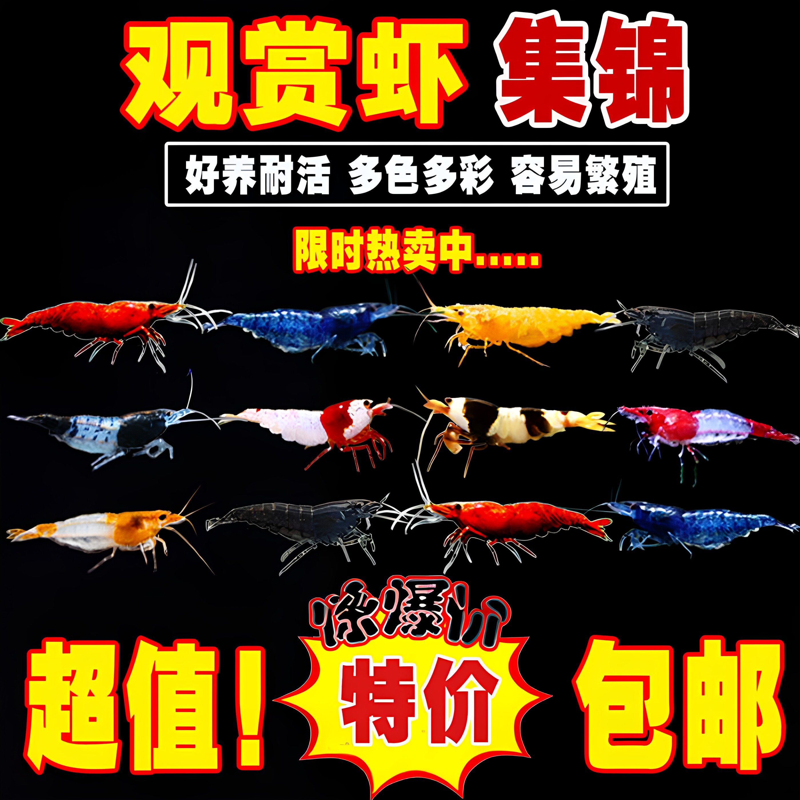 成年观赏虾七彩品种好养耐活鱼缸除藻清洁虾新手养殖除藻虾淡水虾