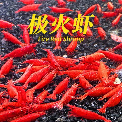 观赏虾七彩品种混养好养耐活鱼缸除藻清洁虾新手养殖蓝丝绒虾好养