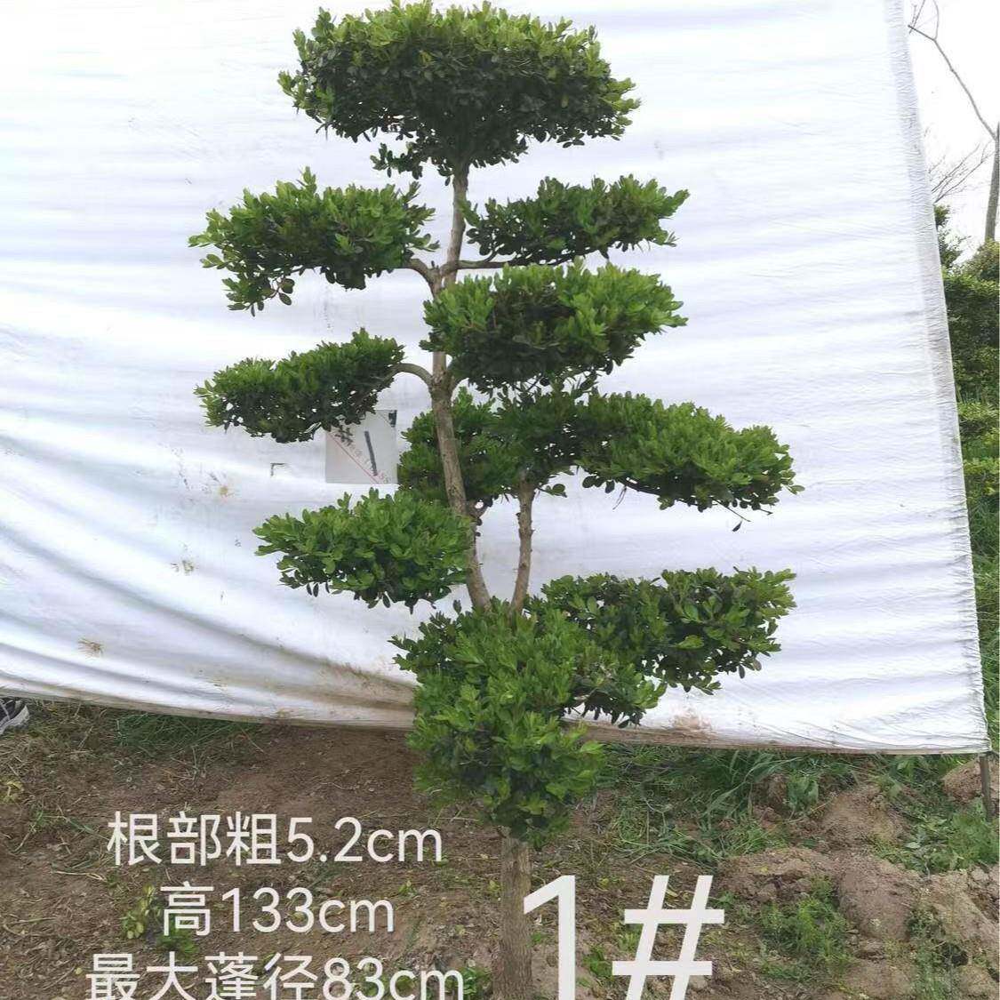 小物叶杨造型树老桩盆景小区别墅庭院3344黄室外造景园风景植花耐