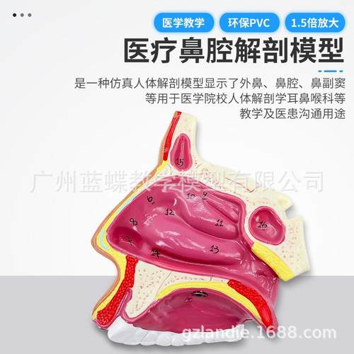 人体鼻腔解剖模型耳喉科医学鼻学模型鼻腔子口鼻结鼻构组233教织