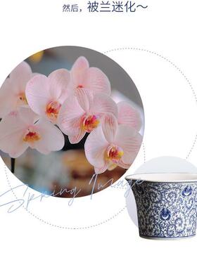 青花瓷唐纹草仿兰古20221013瓷花纹四方陶瓷花盆家用绿陶萝蝴蝶花