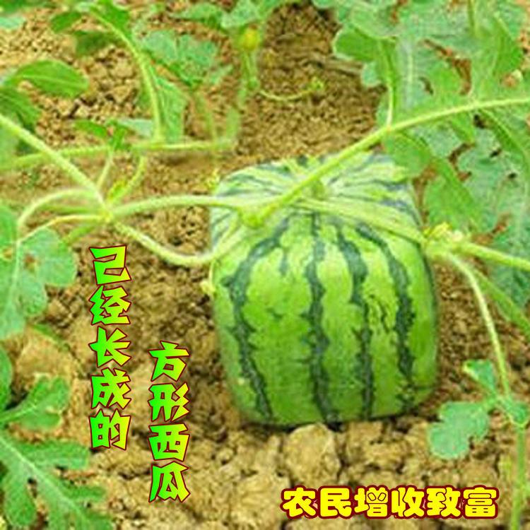 15x制葫51方形西瓜哈密瓜南瓜生长定RKO型模具方型文玩范芦定型模