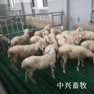 种羊抗踩羊床板 羊粪漏粪板 羊圈掉粪板 羊屎板