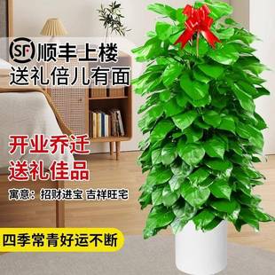 大叶绿萝柱盆栽客大绿植办好公室内除甲醛净化厅WXA型空气新房养