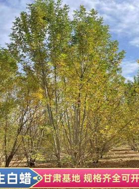 基地丛生白蜡3-5米规格遮荫纳凉树形优美冠幅茂密易存活