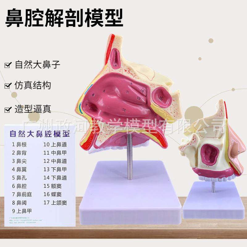 学人体鼻腔解65143模型耳鼻喉科医教学剖模型鼻子口构腔鼻部结组,文具电教/文化用品/商务用品,教学标本/模型,淘宝优惠券,粉丝福利购,淘宝优惠卷
