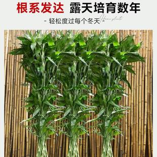 盆富贵节竹水培绿植物客厅水养号栽节高粗杆F98M7889室内好养植物