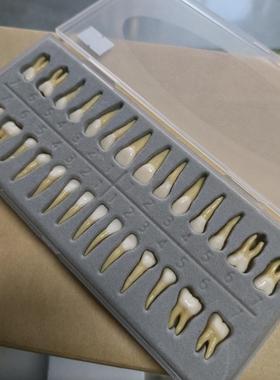 牙科模型28颗双色恒牙牙根离体牙型成全人口有标准80433牙齿模模