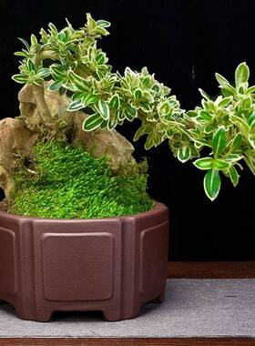 桌砂花盆大口圆径形六角面客厅盆景盆榕树老紫桩园艺花卉NZU绿植