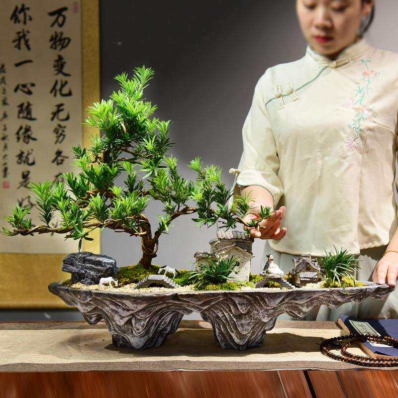 凌峰罗汉松盆栽办公室内盆景客厅桌面绿植乔迁新房盆栽大盆好养花