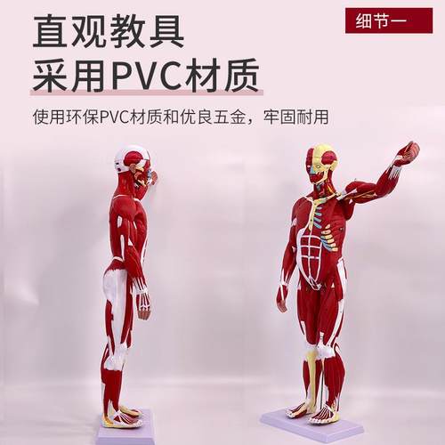 体身肌肉解剖附内脏全模型498胸腹腔脏器解剖模型80CM肌肉人人模