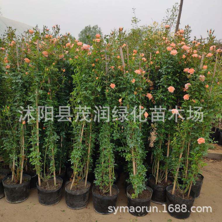 庭院栽培盆栽爬藤月季藤状玫瑰攀援花卉开花繁多蔷薇观花植物