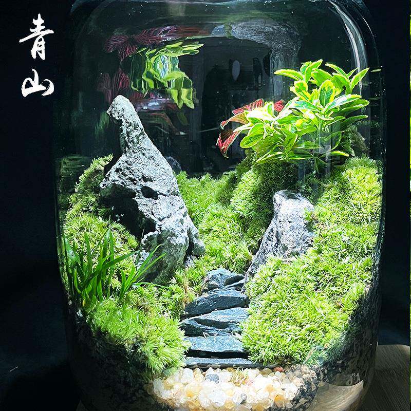 创意苔藓微景观摆件生态瓶办公室桌面生态缸绿植造景盆景微型