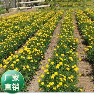 公司大花金鸡菊重瓣金鸡菊多年生宿根矮杆绿化工程